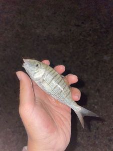 Gilthead Seabream