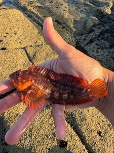 Tompot Blenny