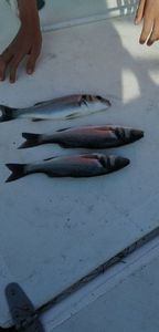 European Bass (Seabass)