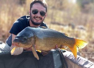 Common Carp