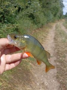 European Perch