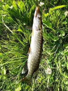 Northern Pike