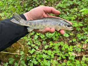 Brown Trout
