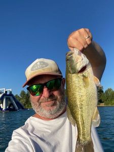 Largemouth Bass