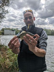Crucian Carp