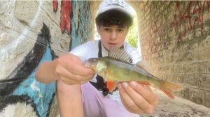 European Perch