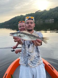 Zander