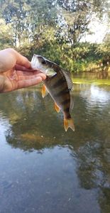 European Perch
