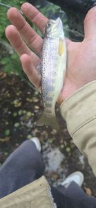 Brown Trout