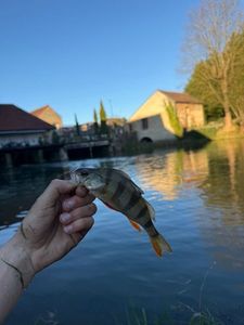 European Perch