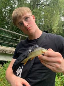 Yellow Perch