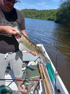 Zander