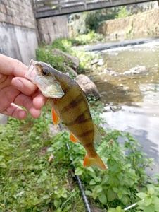 European Perch