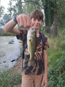 Largemouth Bass