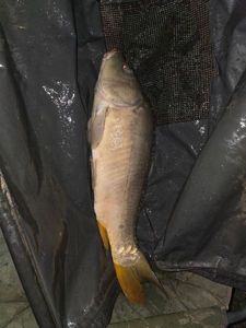 Mirror Carp