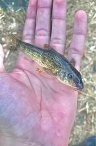 Gudgeon