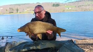 Common Carp
