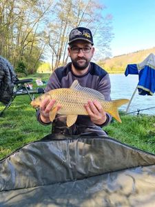 Common Carp