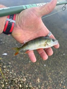 European Perch