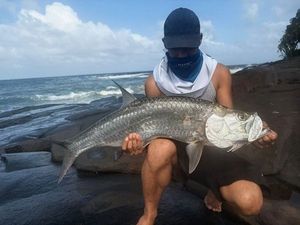 Tarpon