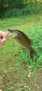 Smallmouth Bass