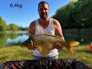 Common Carp