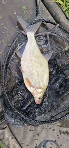 Common Bream