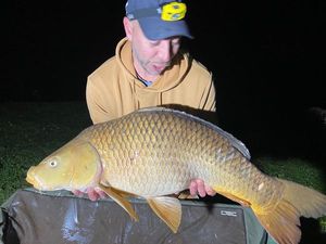 Common Carp