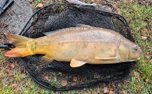Leather Carp