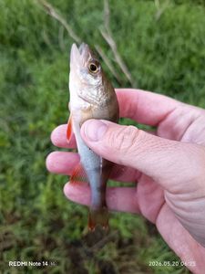 European Perch