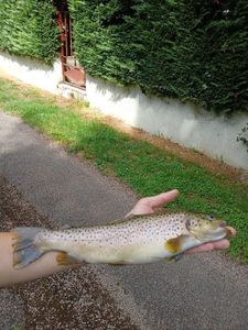Brown Trout