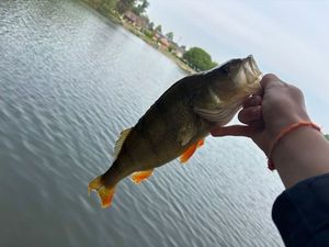 European Perch