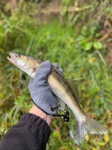 Zander