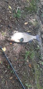 White bream