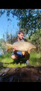 Common Carp