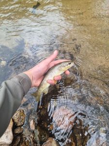 Brown Trout
