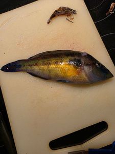 Axillary Wrasse