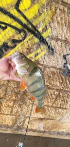 European Perch