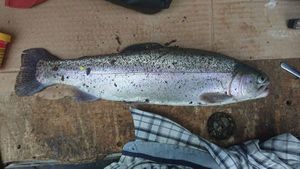 Rainbow Trout