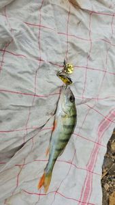 European Perch