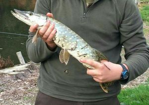 Northern Pike