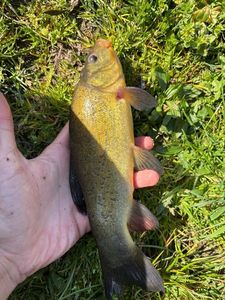 Tench