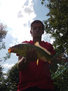 Common Carp