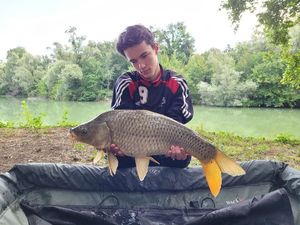 Common Carp