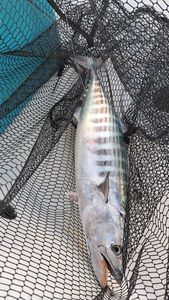 Atlantic Bonito