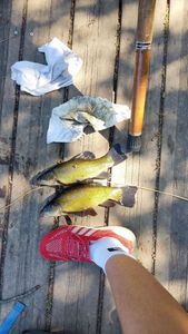 Tench
