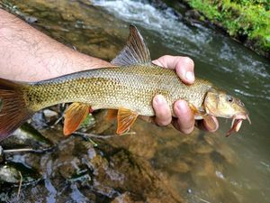 Barbel