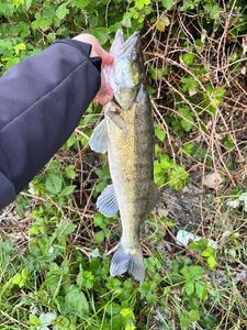 Zander