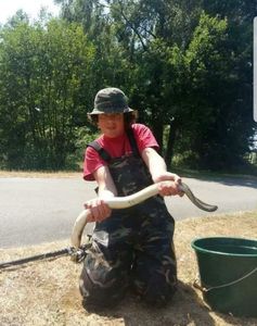 European Eel (Common Eel)