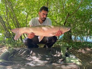 Grass Carp